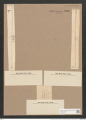 Synedra ulna var. longissima (W. Sm.) Brun. (de-Toni-Nr.: Genus 66, Species 2584) Zeichnungen Sammlung Grunow Nr. 5212 (NHMW-BOT-W0373578)